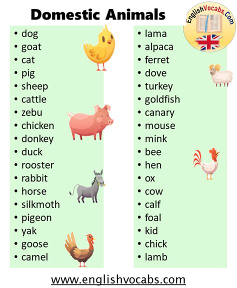 What Is Domestic Animal 30 Domestic Animals List English Vocabs