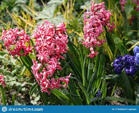 Group Of Beautiful Multicolored Hyacinths Stock Photo Image Of Color