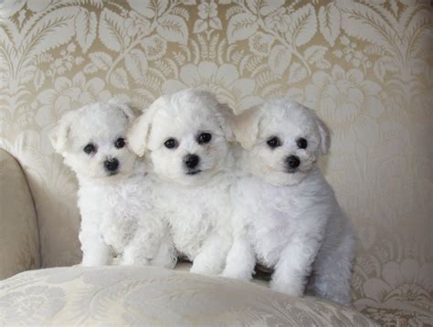 Bichon Frise Breed Guide Learn About The Bichon Frise