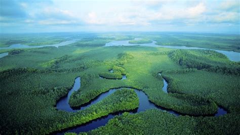 World's Largest Tropical Peatland Identified in Remote ...