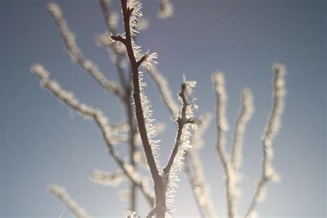 Free Images Tree Water Nature Branch Snow Winter Sunlight Leaf