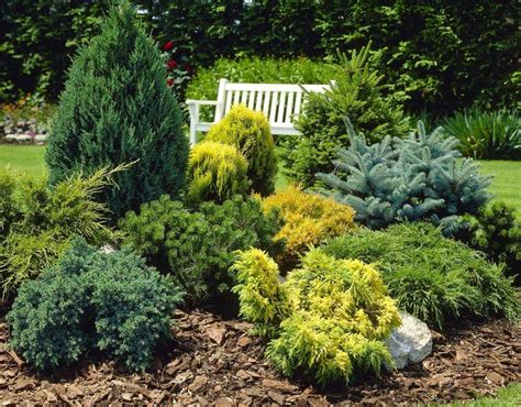 Dwarf Slow Growing Conifers Collection Of 5 Different Contrasting