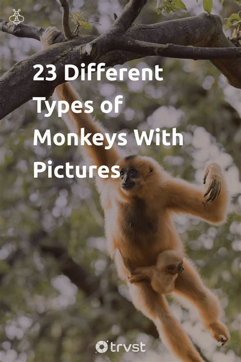 23 Different Types Of Monkeys With Pictures Vervet Monkey Howler