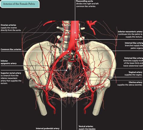 Pelvic Vessels Anatomy