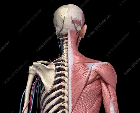 Bones Muscles And Blood Vessels Of The Torso Illustration Stock