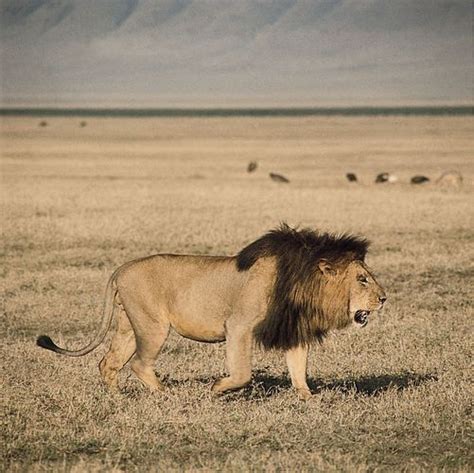 Lion Characteristics Habitat And Facts Britannica