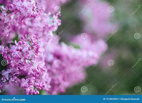 Blossoming Purple Lilacs In The Spring Selective Soft Focus Shallow