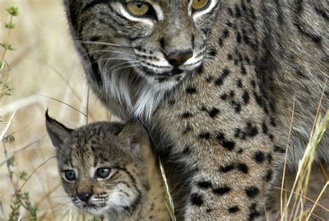 Lisbon Zoo Iberian Lynx Zoovue Bringing Conservation Alive