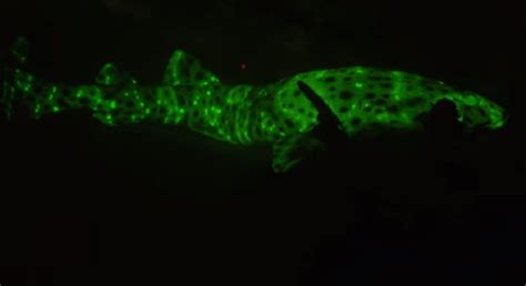Video Scientists Develop Specialized Camera To Track Glow In The Dark Sharks OutdoorHub