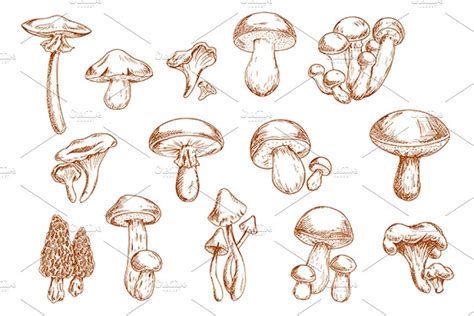 Edible Mushrooms Sketches Creative Daddy