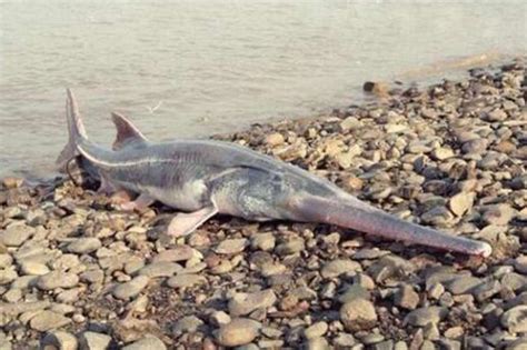 Chinese Paddlefish Extinct After Surviving 150 Million Years