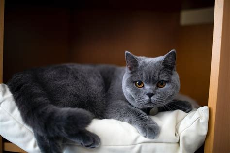 British Shorthair Cat All You Need To Know Catsfather