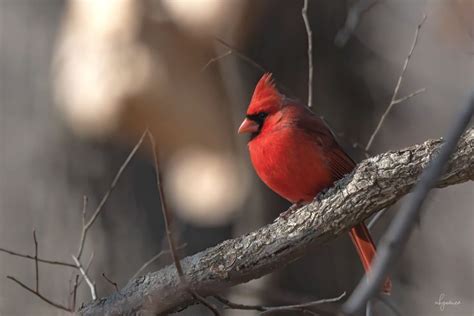 Cardinal In Winter Bare Tree Waterfowl Northern Cardinal