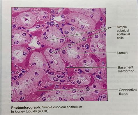 Stratified Cuboidal Epithelium Diagram