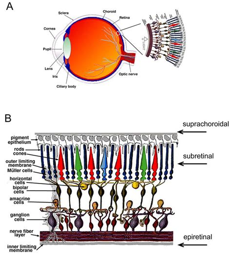 Schematic Organization Of The Eye And The Retina A Schematic Cross
