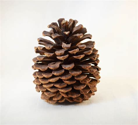 PINE CONE PONDEROSA 3 6 I F Design