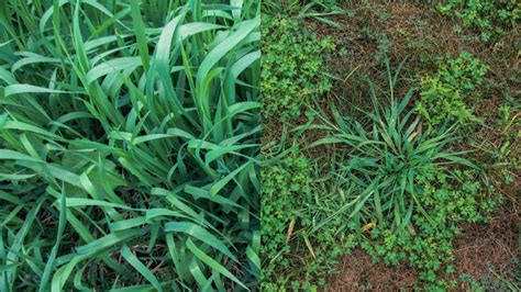 Quackgrass Vs Crabgrass How To Determine These Pesky Lawn Invaders Apart