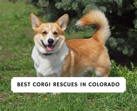 Best Corgi Rescues In Colorado 2024 We Love Doodles