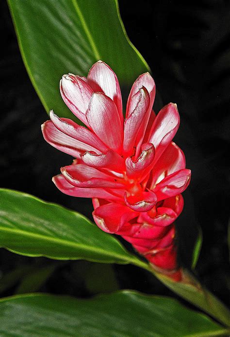 Hawaiian Ginger Photograph By Elizabeth Hoskinson Fine Art America