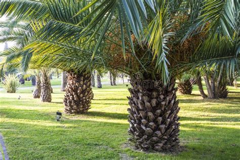 Palm Trees In A Park In Sochi Russia Evening 21 October 2109 Stock