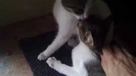 Kitten Sucking On Another Kitten S Fur Youtube