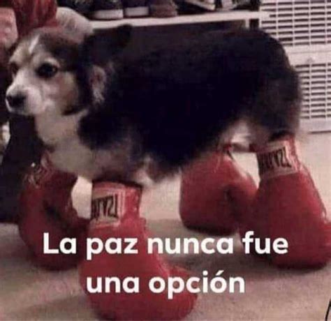 We did not find results for: dopl3r.com - Memes - La paz nunca fue una opción