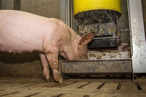 4 Ways To Reduce Feed Production Costs Pig Progress