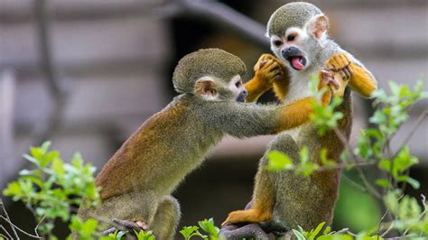 Monkey Mania The Most Abundant Monkey In The Amazon Rainforest Cgtn