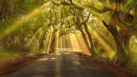Alley Sunlight Morning 1080p Woodland Sunray Leaf Branch Grove