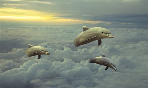 Dolphins Jumping In The Clouds Image Free Stock Photo Public Domain