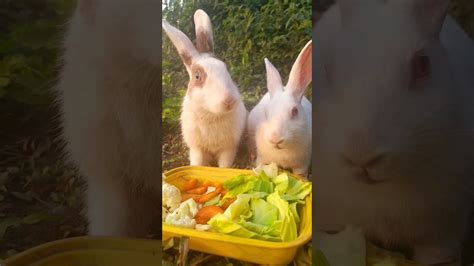 কিউটের ডিব্বা 🐰🐇🥰😍rabbit Animals Bunny Socute Animalslover Viral