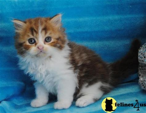 All colors are permissible in both coat varieties. Munchkin Kitten for Sale: TICA registered Munchkin kittens ...