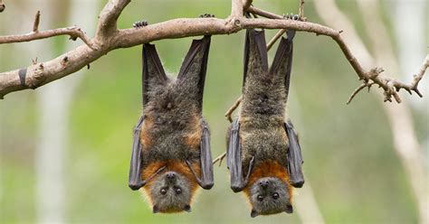 This Is Why Bats Hang Upside Down All Day Long Orissapost