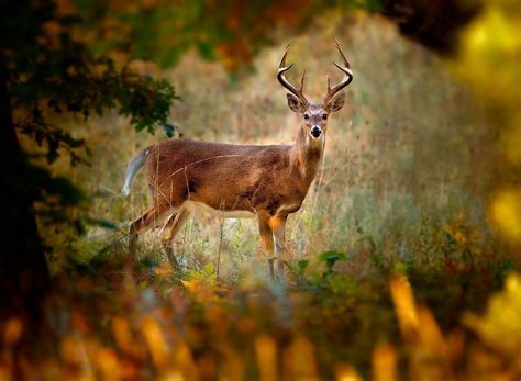 Whitetail Deer Screensavers Downloads Free Hourerogon