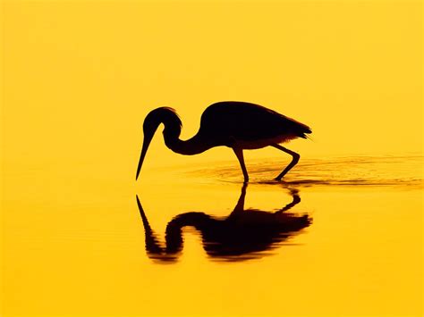 Silhouette Of A Heron 2016 Bing Desktop Wallpaper Preview