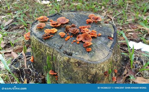 Fungus On Tree Stump Stock Image Image Of Stump Orange 94388227