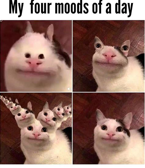 Polite Cat Memes Piñata Farms The Best Meme Generator And Meme