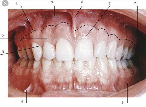 Lo Oral Cavity Diagram Quizlet