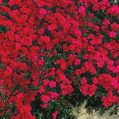 Spring Hill Nurseries Red Creeping Phlox Live Bareroot Plant Red
