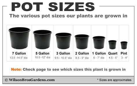 Plant Container Size Chart My XXX Hot Girl