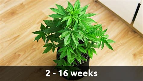 Cannabis Growth Stages Herbies