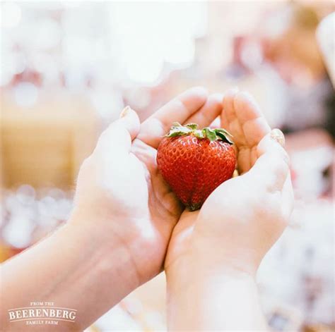 A fresh Beerenberg strawberry picked straight from the farm ...