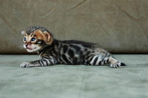 They asked for help in. F4 STUNNING BROWN SPOTTED MALE BENGAL KITTEN for Sale in ...