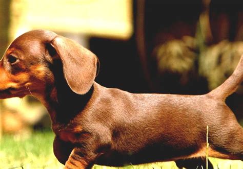 Miniature Dachshund Mini Dotson Dog