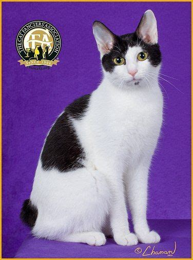 Gc Nw Benhana Hannah Black And White Female Shorthair Japanese Bobtail