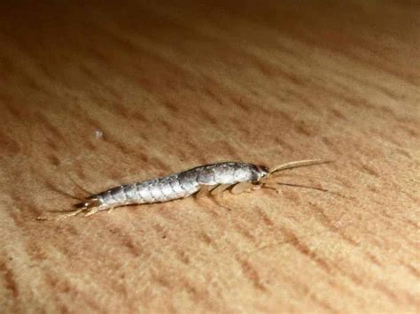 What Do Silverfish Bites Look Like Pest Control Zone