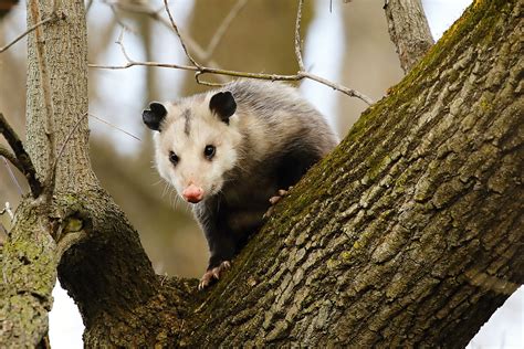 Understanding The Behavior Of Opossums In The Wild Modern Wildlife