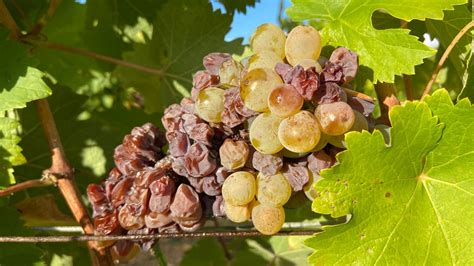 Learn About Chenin Blanc Wine An Expert Guide