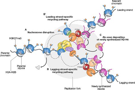 Chromatin In Mitosis