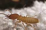 Images of Flying Termites In Home